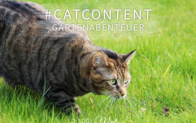 #catcontent – Gartenabenteuer