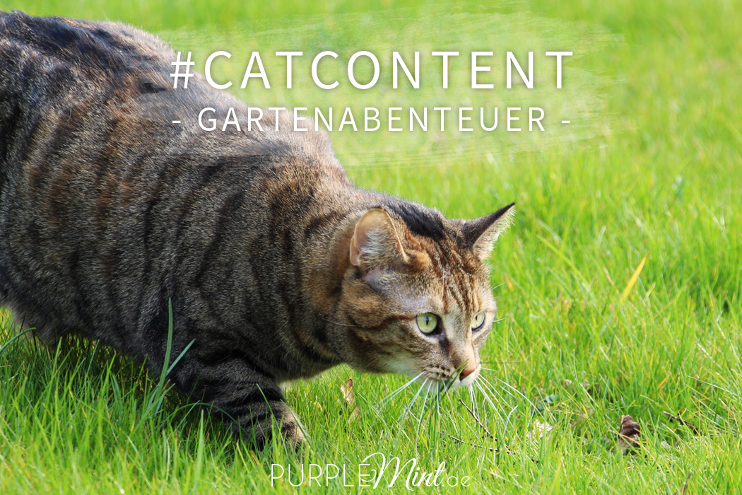 #catcontent - Gartenabenteuer